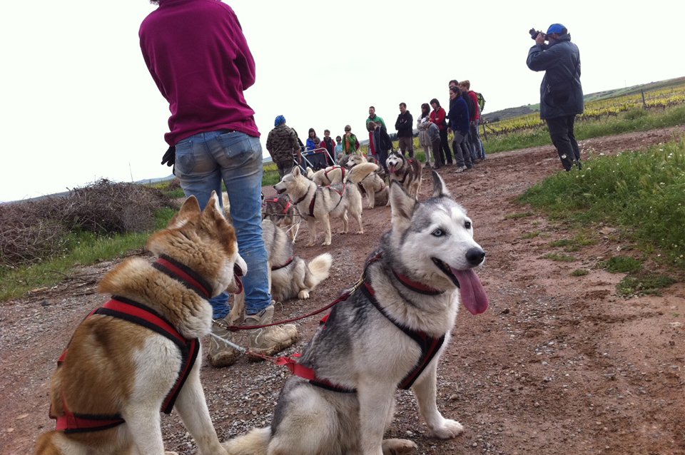 Tiro de trineo con perros. Sin fronteras