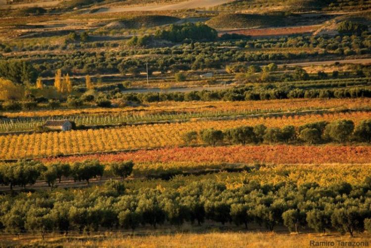 ruta-de-los-olivos-centenarios